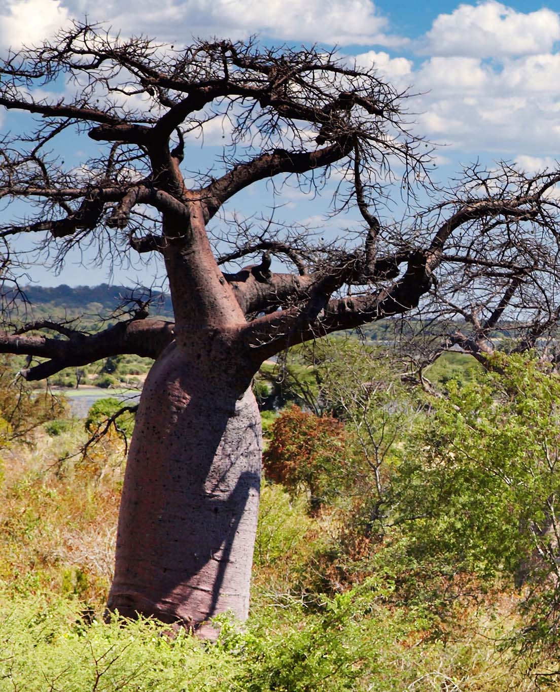 Tổng Quan về Botswana